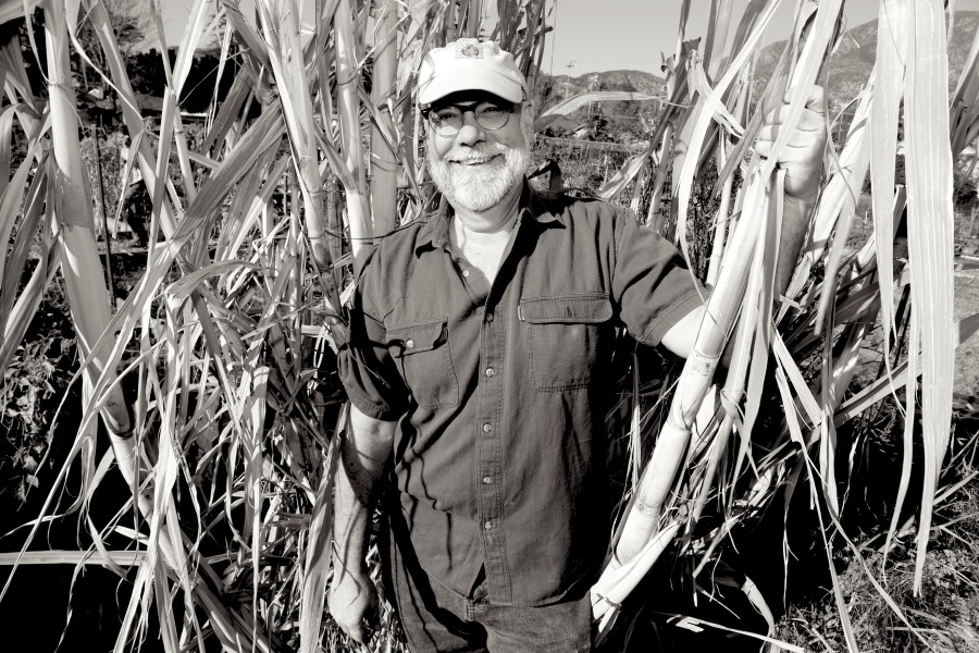 Surrounded by sugar cane at the Altadena Community Garden.